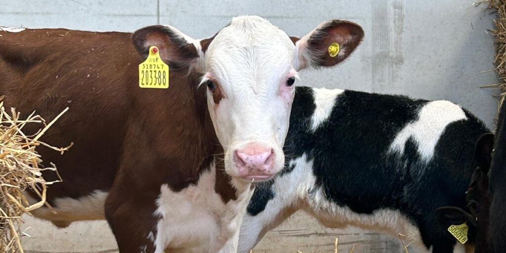 Calf in a Fowler and Gilbert building